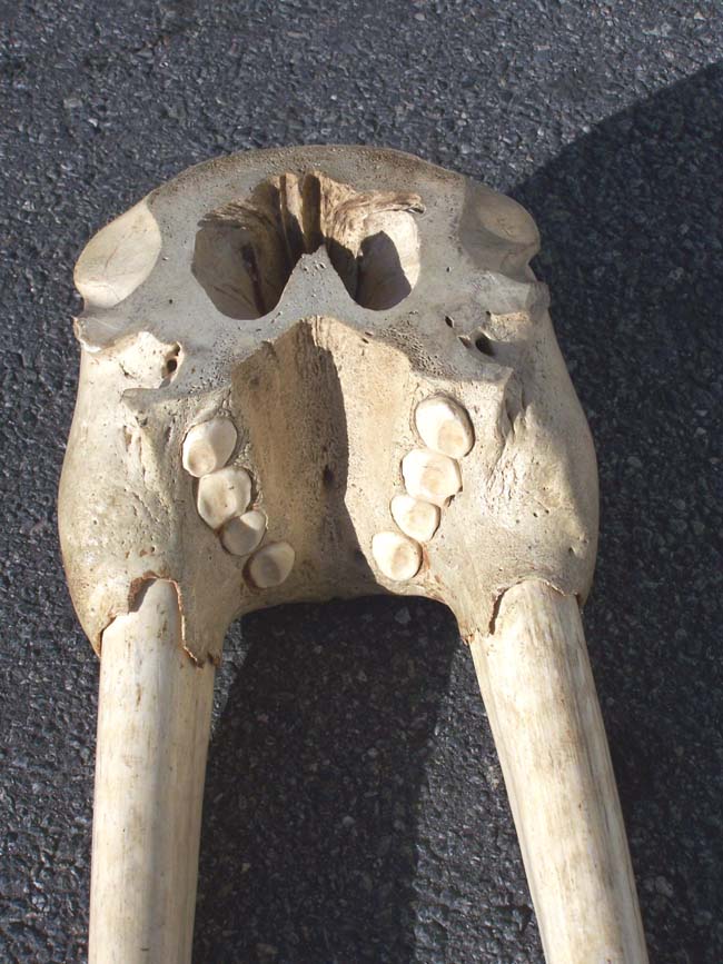 A RARE Antique Walrus Skull having both tusks, each measuring 26" long. — image 3